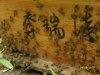 淘寶網  湖南瀏陽李瑞清純天然土蜂蜜