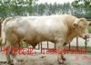 想養牛到哪里購買肉牛犢河南肉牛養殖場山東開元牧業肉牛羊驢養殖基地