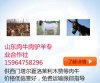 安陽縣哪里有賣羊的 安陽肉羊價格