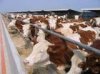牛、羊、肉牛、肉羊、種牛、種羊