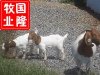 常山縣波爾山羊養殖場/有賣波爾山羊的嗎