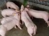 常年供應苗豬價格合理，先考察后購買13151336367