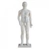 人體針灸模型70CM