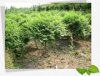 蘇州園林綠化收樹