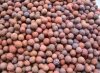 生物陶粒，生物陶粒濾料