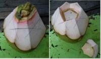 coconut